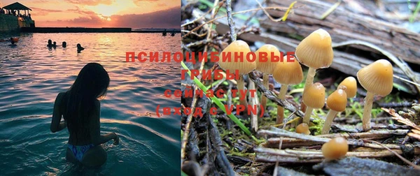 прущие грибы Алексеевка